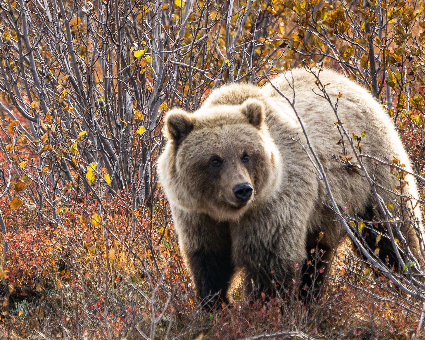 Bear